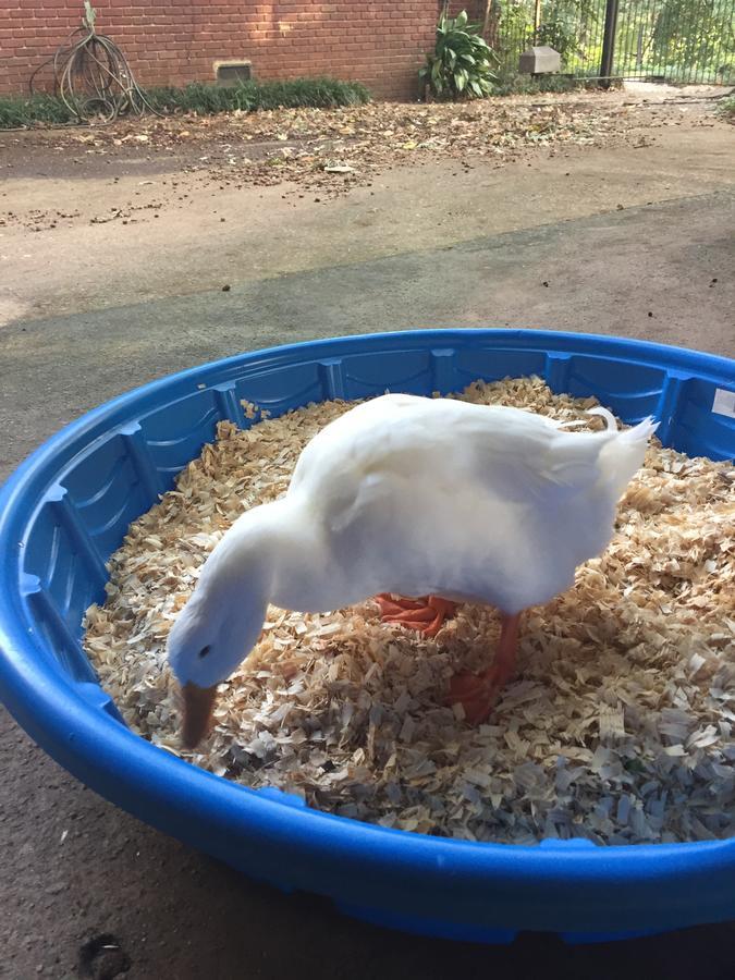 Inman Park Bed And Breakfast アトランタ エクステリア 写真